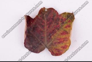 Photo Textures of Leaves